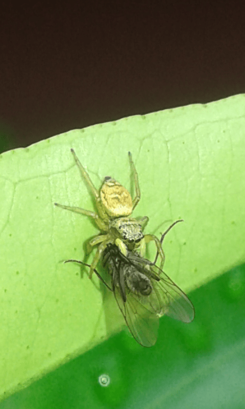 Salticidae : Heliophanus tribulosus? S�, giovane